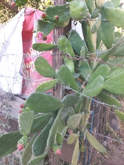 Opuntia karwinskiana