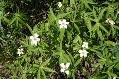 Anemonastrum dichotomum