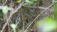 Phaethornis striigularis