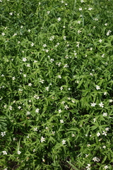 Anemonastrum dichotomum