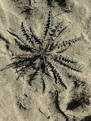 Eulobus californicus