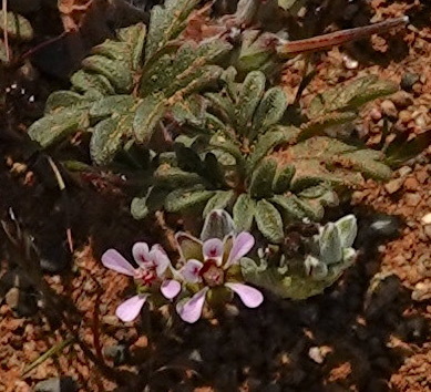Pelargonium malacoides (Pelargonium malacoides)