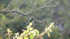 Chlorostilbon assimilis