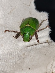 Brachysternus spectabilis