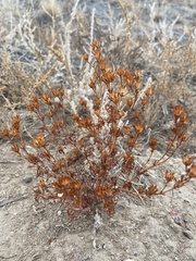 Dyssodia papposa