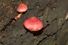 Gymnopilus purpuratus