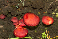 Gymnopilus purpuratus