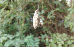 Araneae