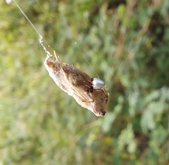Araneae