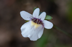 Nemesia lucida