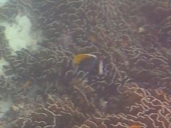Heniochus singularius