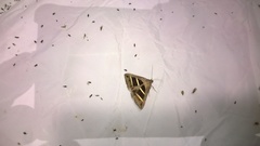 Grammodes bifasciata