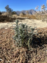 Johnstonella angustifolia