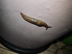 Ambigolimax valentianus