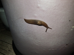 Ambigolimax valentianus