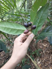 Macrotorus utriculatus