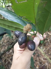 Macrotorus utriculatus