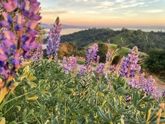 Lupinus succulentus