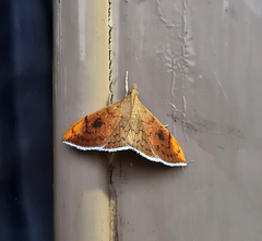 Hyalobathra coenostolalis