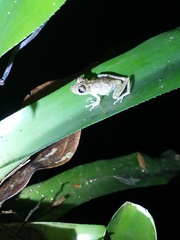 Scinax littoralis