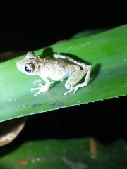 Scinax littoralis