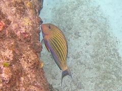 Acanthurus lineatus