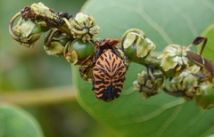 Gymnetis hieroglyphica
