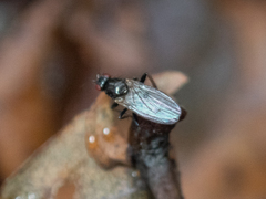 Acalyptratae