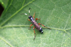 Ichneumon promissorius