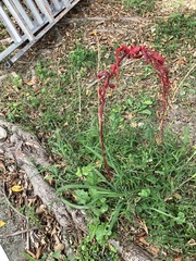 Chenopodium formosanum