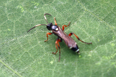 Ichneumon promissorius
