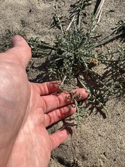 Chaenactis stevioides