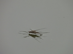 Aquarius paludum paludum