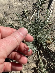 Chaenactis stevioides