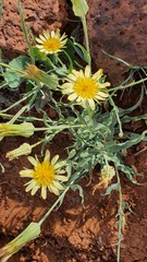 Tragopogon buphthalmoides