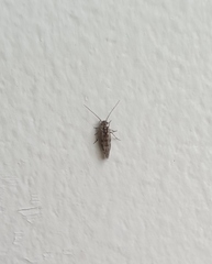 Nimbopsocus australis