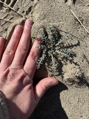 Chaenactis stevioides