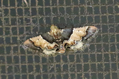 Pyralis pictalis