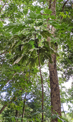 Cecropia schreberiana