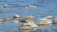 Cinclodes patagonicus