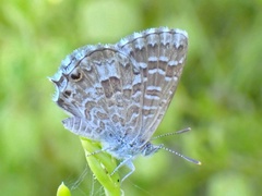 Theclinesthes serpentata