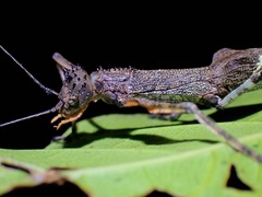 Sosibia