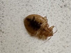 Cimex lectularius