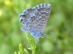 Theclinesthes serpentata
