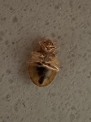 Cimex lectularius