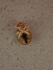 Cimex lectularius