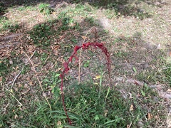 Chenopodium formosanum