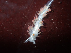 Coryphella trilineata