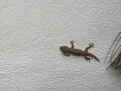 Gekko monarchus