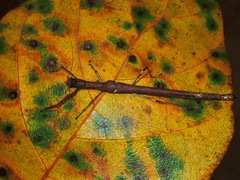 Sosibia